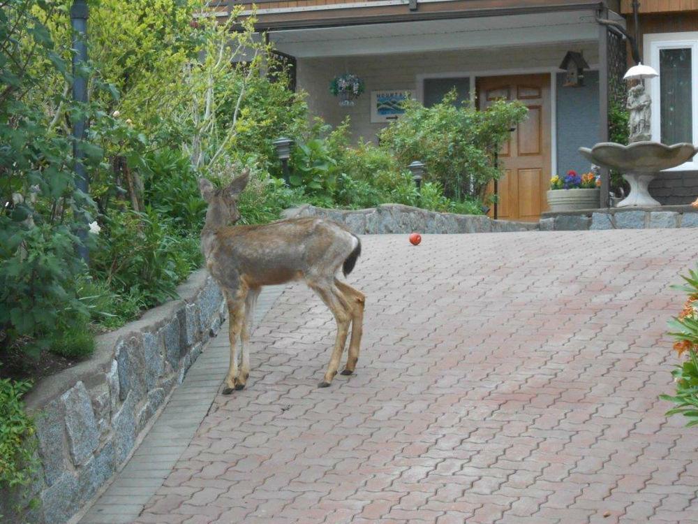 Mountain Bed & Breakfast North Vancouver Bagian luar foto